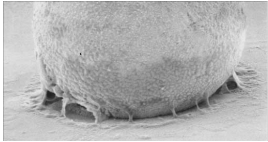 助焊劑殘留 助焊劑殘留